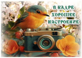 Открытка В кадре хорошее настроение