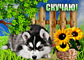 Отличная открытка с маленькой собачкой Скучаю