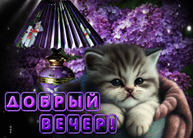 Пленительная и прекрасная открытка с котиком Добрый вечер