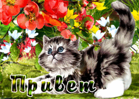 Потрясающая открытка с котёнком, привет