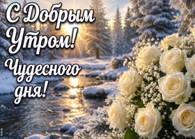 Прекрасные белые розы для тебя