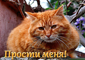 Превосходная открытка с рыжим котом Прости меня!