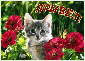 Привет, Как дела у тебя