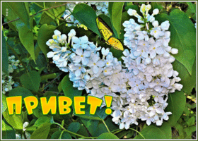 Приветик вам друзья