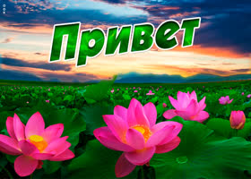 Приветик всем далёким друзьям