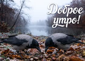 Пусть это осеннее утро принесёт тебе ясные мысли