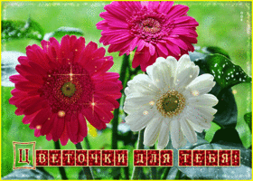 Пусть все мечты у вас сбываются