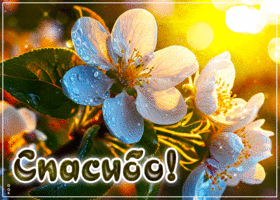 Радостная, свежая весенняя открытка Спасибо