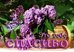 Роскошная открытка с сиренью Это тебе! Спасибо