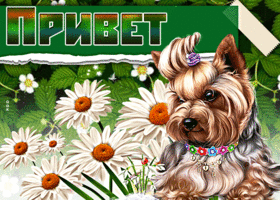 Самый милый приветик