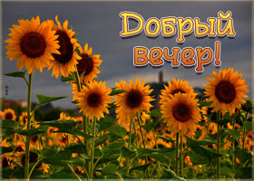 Шикарная картинка добрый вечер. Счастья в каждом шаге