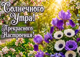 Солнечного утра желаю самому прекрасному человеку