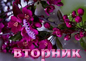 Современная гиф-открытка с бабочкой Вторник