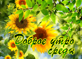 Супер открытка с подсолнухами Доброе утро среды