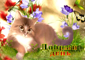 Супер открытка с кошкой Добрый день