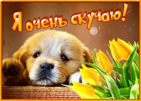 Супер открытка с щенком Я очень скучаю!