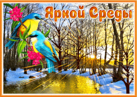 Супер открытка Яркой среды! С птичками