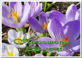 Теплая и ласковая весенняя гиф-открытка Хорошего дня