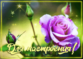 Удивительная открытка для настроения с розой