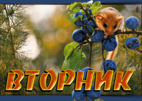 Удивительная открытка Вторник! С мышкой