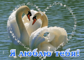 Вдохновенная гиф-открытка с лебедями Я люблю тебя!