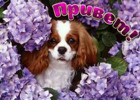 Великолепная картинка привет с собачкой