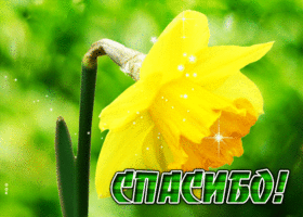 Весенняя оптимистичная гиф-открытка с цветком Спасибо