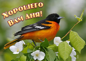 Виртуальная картинка хорошего дня