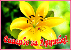 Виртуальная открытка с цветком Спасибо за дружбу!
