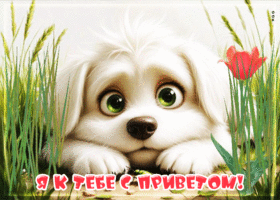 Я к тебе с приветом!