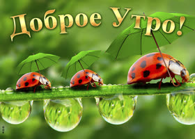 Забавная картинка с добрым утром. Счастья и доброты