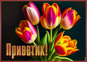 Заботливая и внимательная открытка с тюльпанами Приветик!