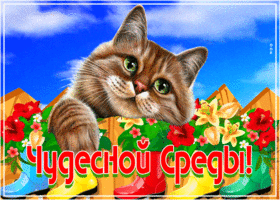 Замечательная открытка Чудесной среды вам! С котом