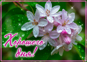 Завораживающая и изящная весенняя гиф-открытка Хорошего дня