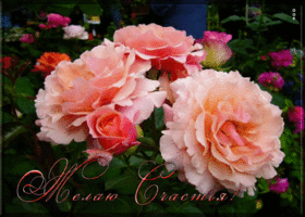 Желаю большого счастья