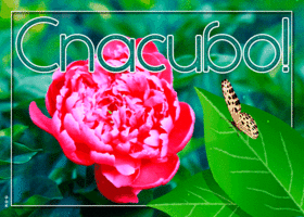 Живая открытка спасибо с бабочкой