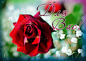 Живая открытка с красной розой Для вас!