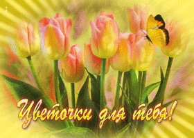 Живая открытка с тюльпанами Цветочки для тебя!